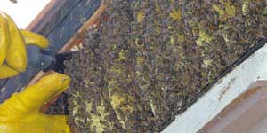 Live Bee Removal Tustin CA. A large hive in a patio overhang.
