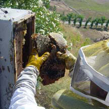 Bee Removal Eagles Nest