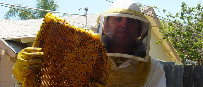 Orange Bee Removal Guys Tech Michael