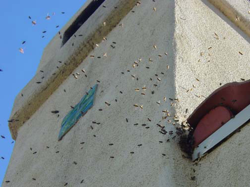 Bee Removal Anaheim This is 
    a picture of a swarm that is in the eave of a house.