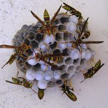 Wasp Removal Garden Grove CA