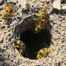 Yellow Jacket Removal Newport Beach CA