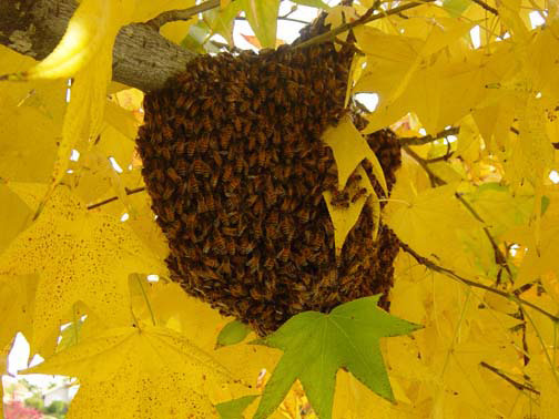 Orange Bee Removal Guys Picture of a 
    swarm we relocated from a tree.