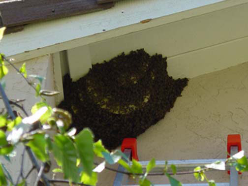 Bee Removal Orange This is a 
    picture of a hive hanging underneath an eave.